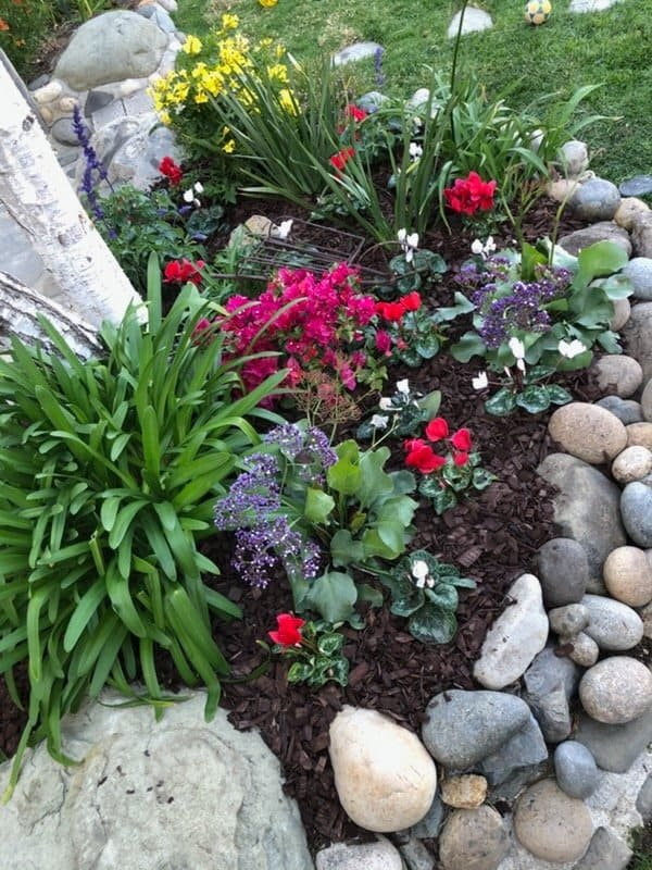 Beautiful spring flower garden with colorful blooms, rocks, and lush greenery in Paradise Valley lan.